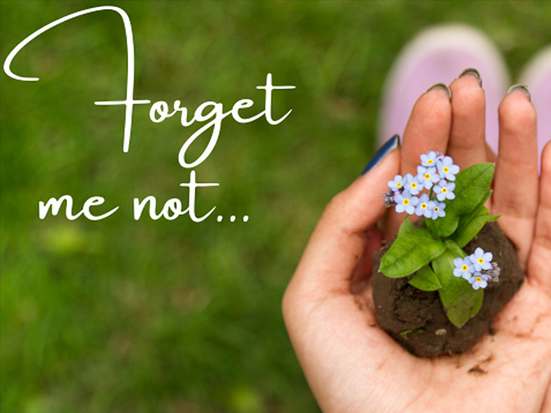 Blue Forget Me Not Flower