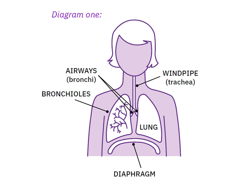 How the lungs work